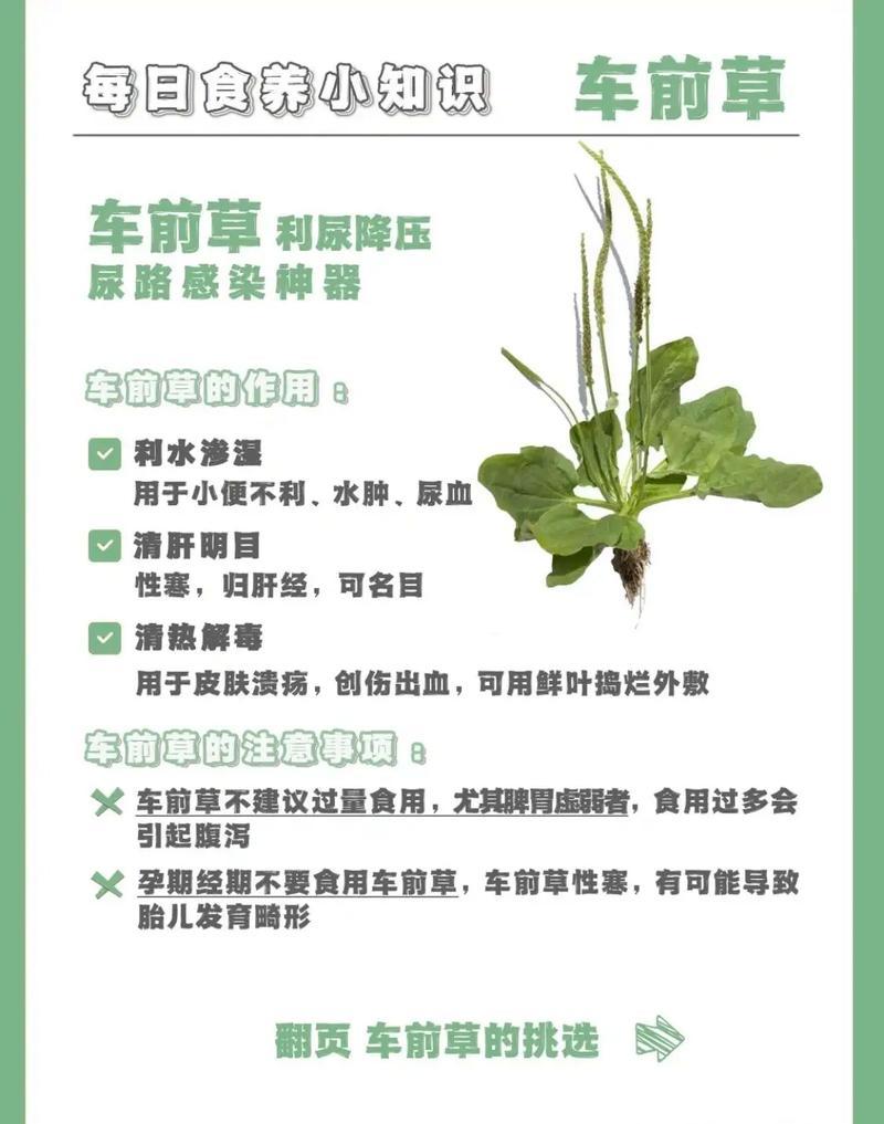 纯野生的车前草