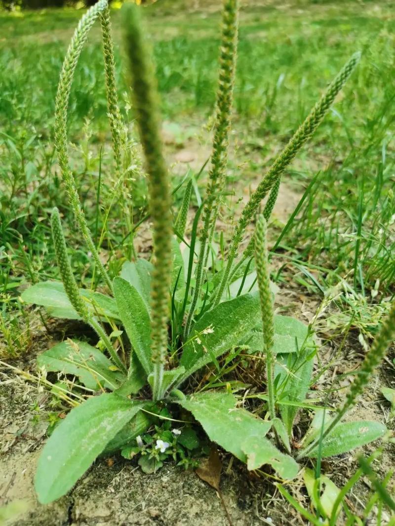 纯野生的车前草