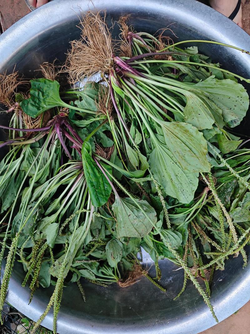 纯野生的车前草