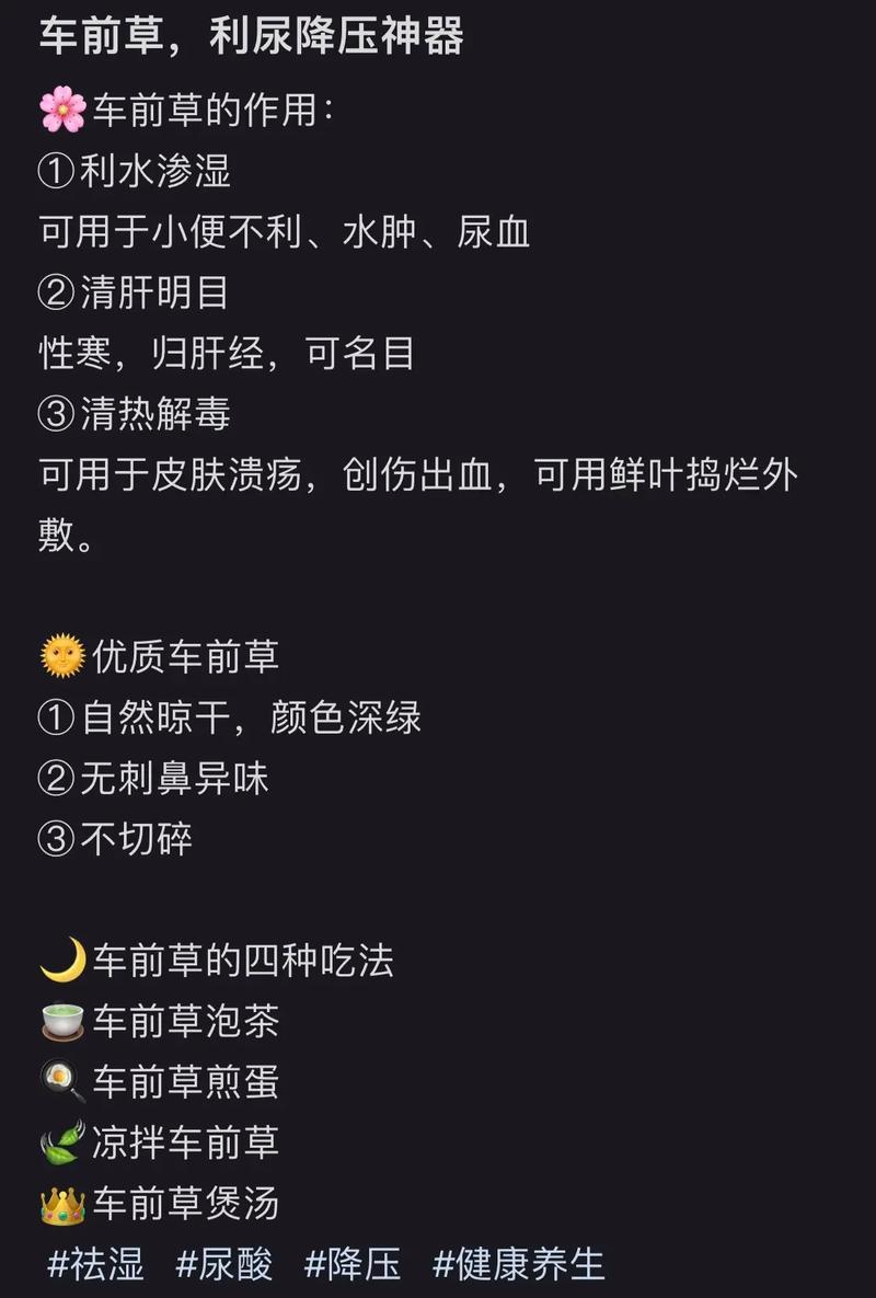 纯野生的车前草
