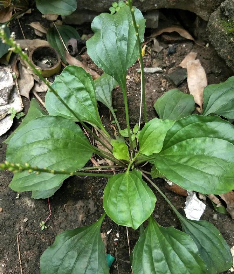 纯野生的车前草