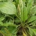 纯野生的车前草