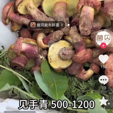 野生菌