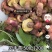 野生菌