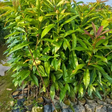 木荷