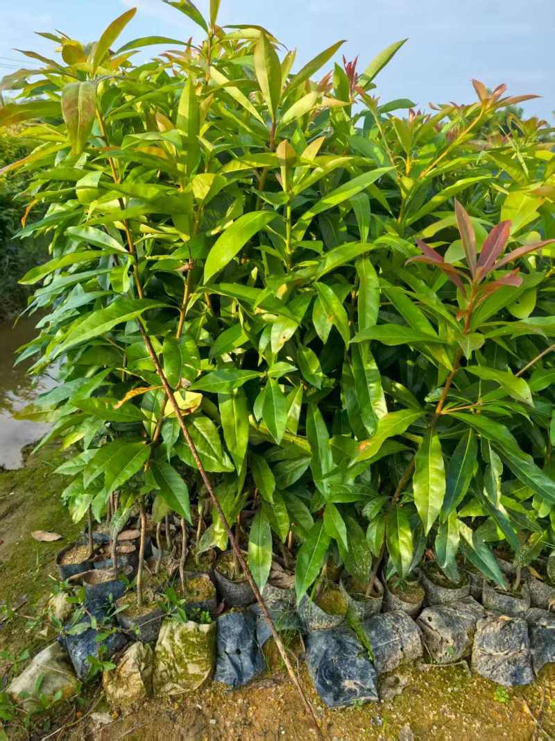 木荷