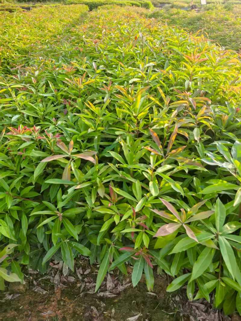 木荷