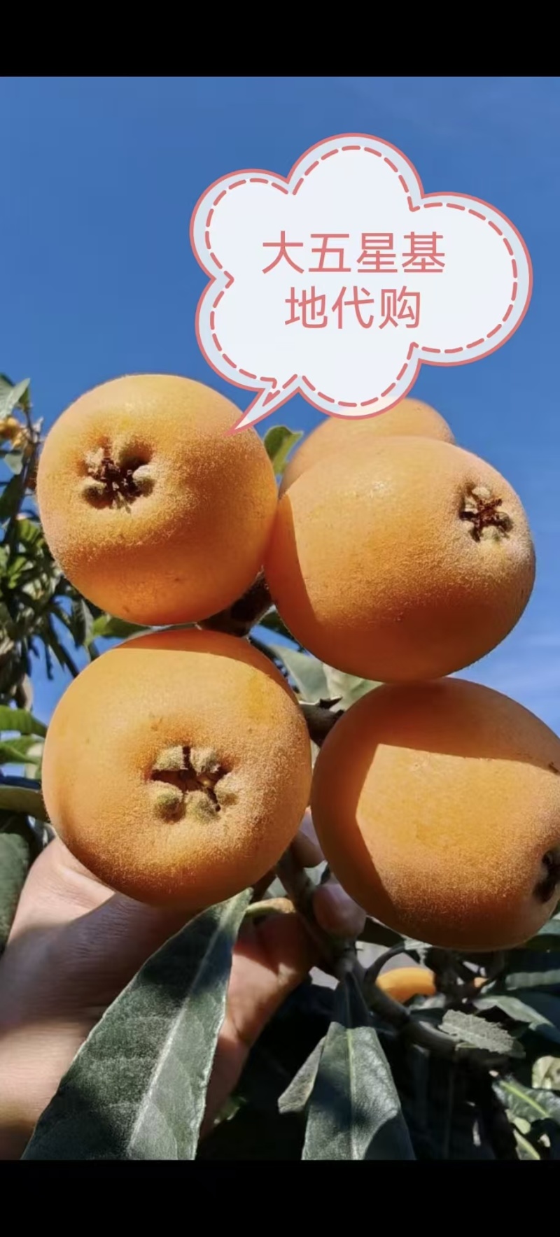 批把基地直购