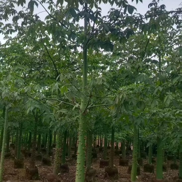 美丽异木棉，5～8公分各种规格，量大低价出售