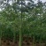 美丽异木棉，5～8公分各种规格，量大低价出售