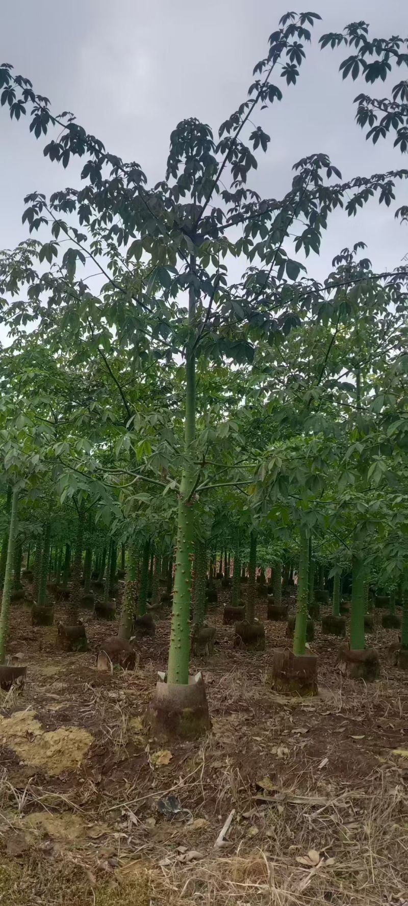 美丽异木棉，5～8公分各种规格，量大低价出售