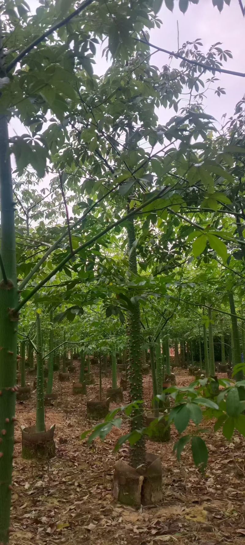 美丽异木棉，5～8公分各种规格，量大低价出售