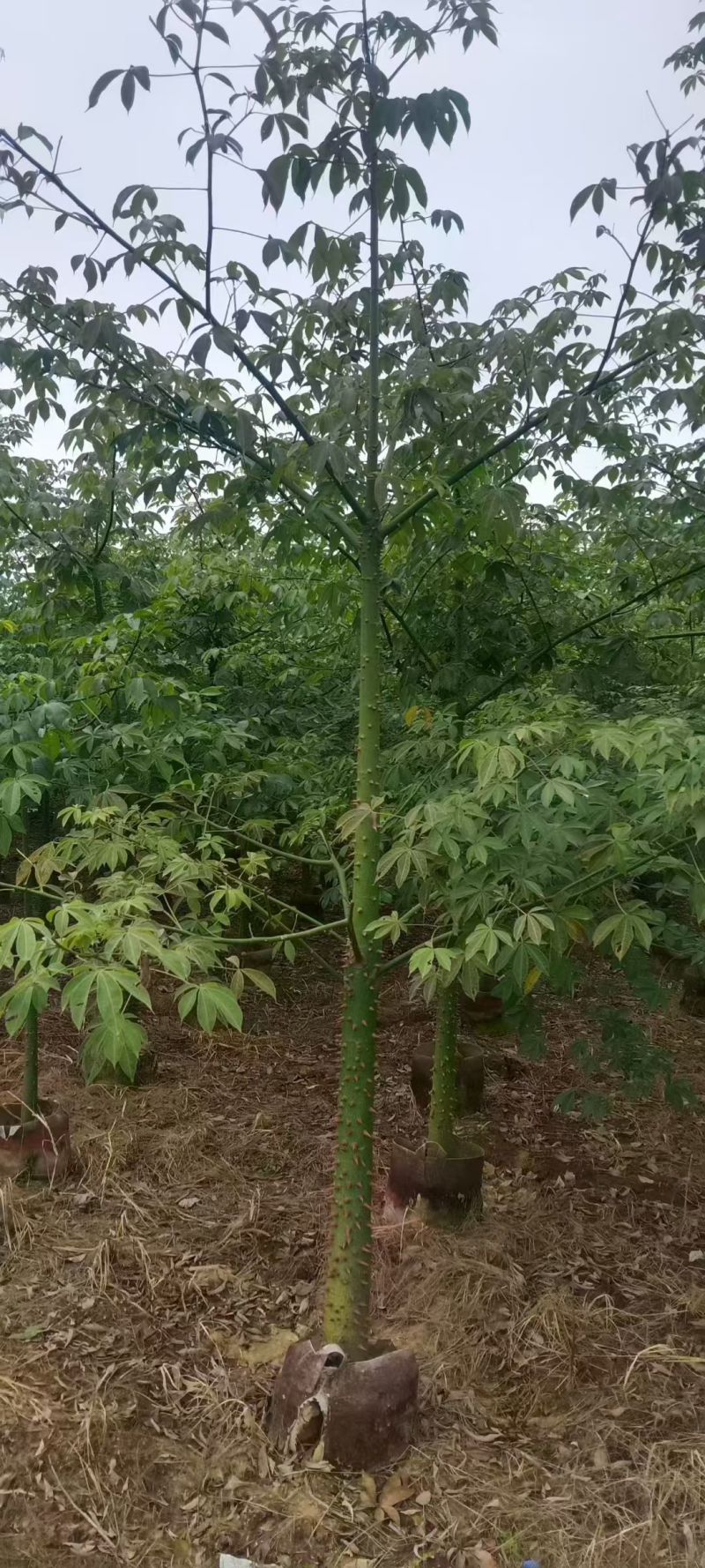美丽异木棉，5～8公分各种规格，量大低价出售