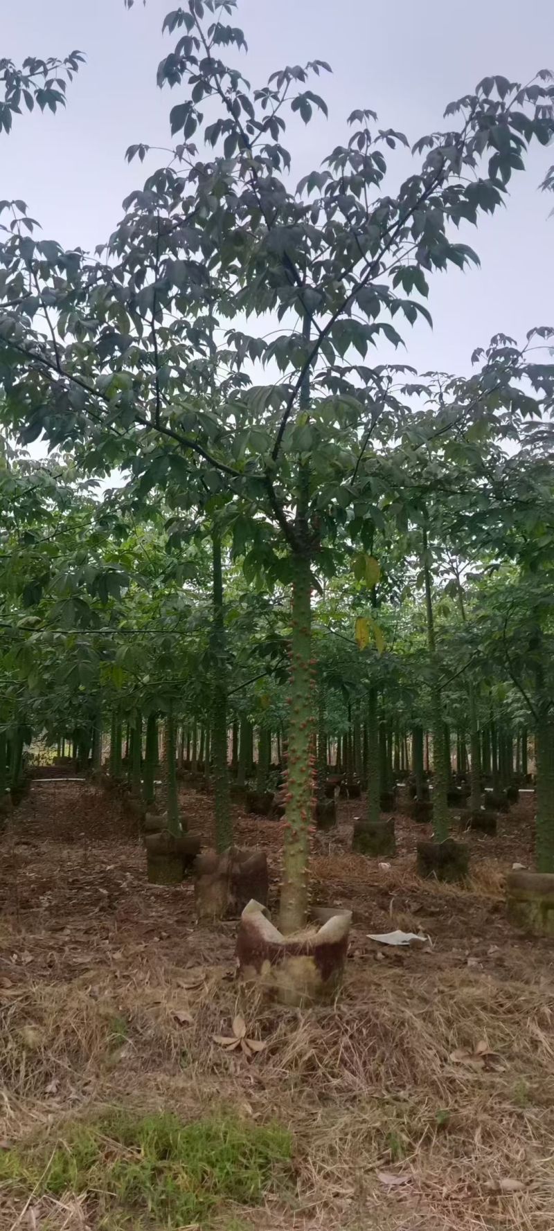 美丽异木棉，5～8公分各种规格，量大低价出售