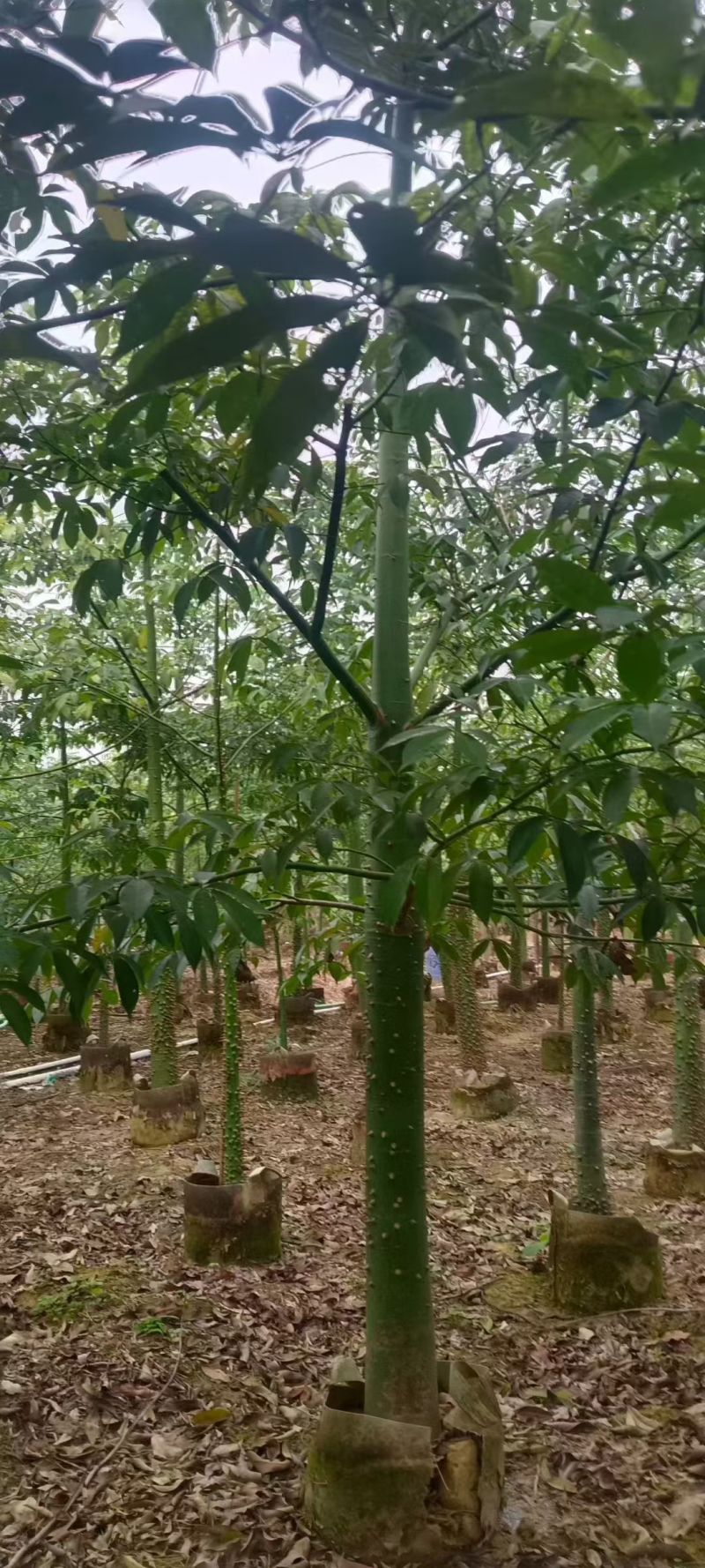 美丽异木棉，5～8公分各种规格，量大低价出售