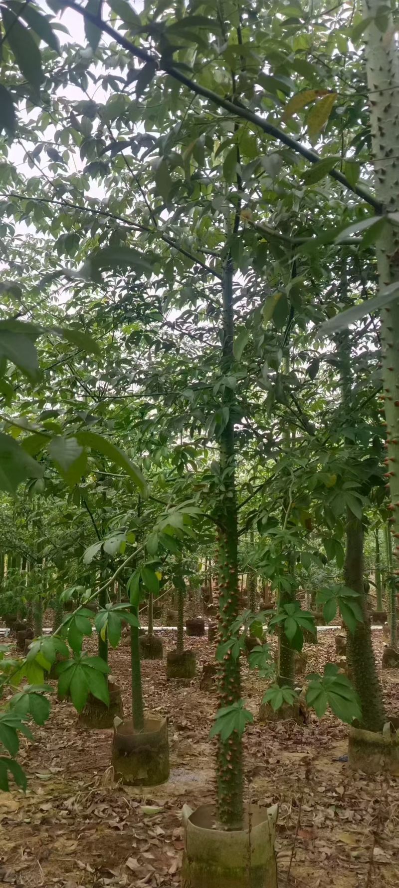 美丽异木棉，5～8公分各种规格，量大低价出售