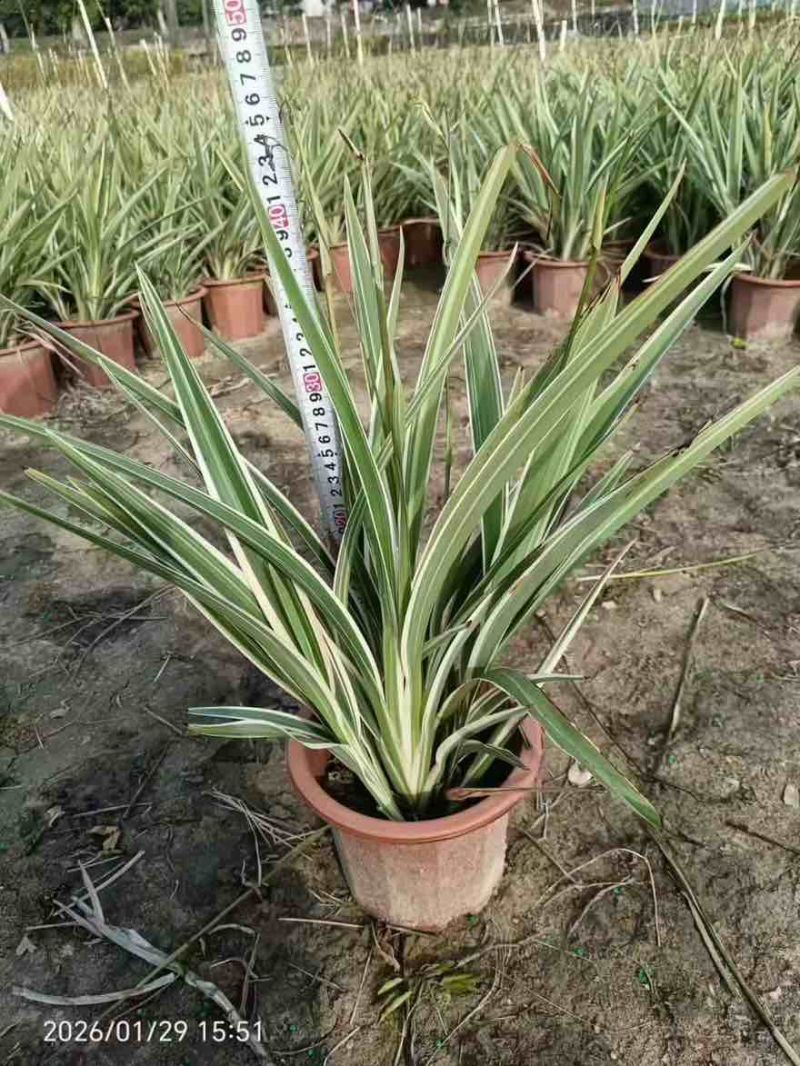 山管兰20-50高，基地直销，一手货源，5斤袋，7斤袋，盆苗
