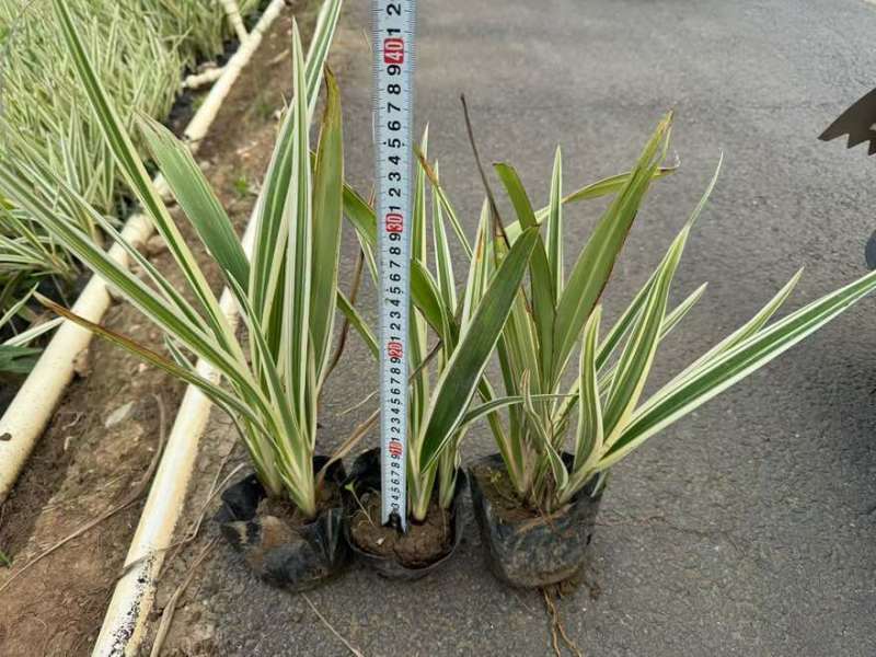 山管兰20-50高，基地直销，一手货源，大量低价出售