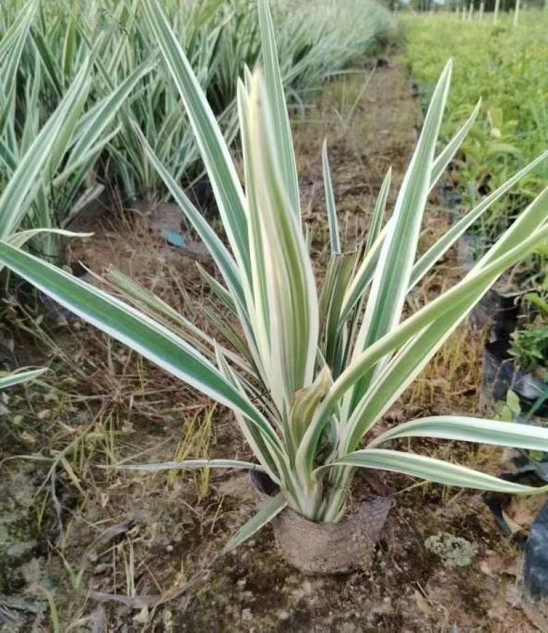 山管兰20-50高，基地直销，一手货源，大量低价出售