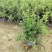 六月雪20-40高，基地直销，一手货源，7斤袋，盆苗，大量