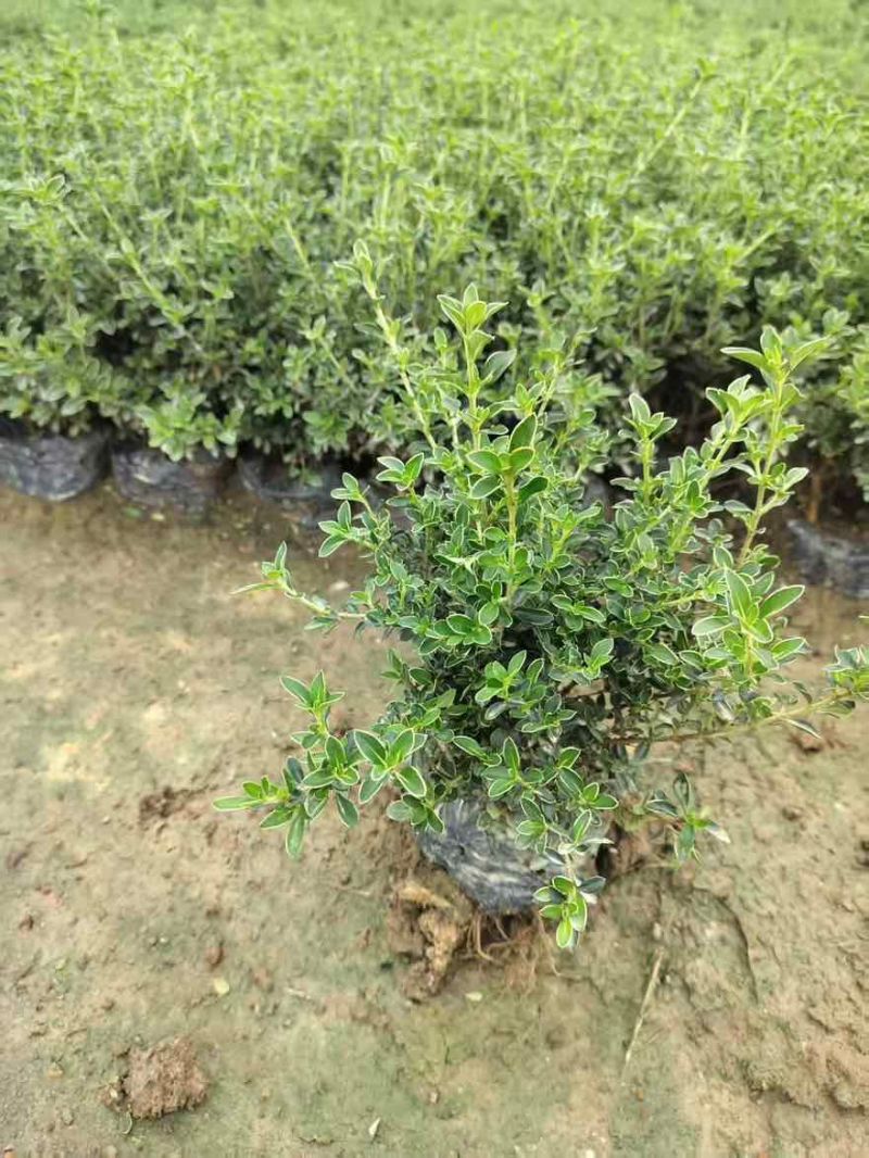 六月雪20-40高，基地直销，一手货源，7斤袋，盆苗，大量