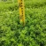 六月雪20-40高，基地直销，一手货源，7斤袋，盆苗，大量