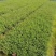 六月雪20-40高，基地直销，一手货源，7斤袋，盆苗，大量