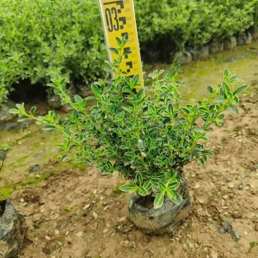 六月雪20-40高，基地直销，一手货源，7斤袋，盆苗，大量