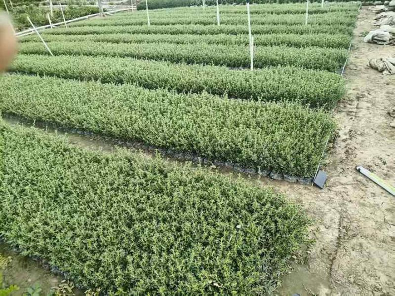 六月雪20-40高，基地直销，一手货源，大量低价出售