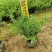 六月雪20-40高，基地直销，一手货源，大量低价出售