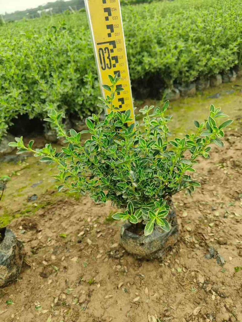六月雪20-40高，基地直销，一手货源，大量低价出售