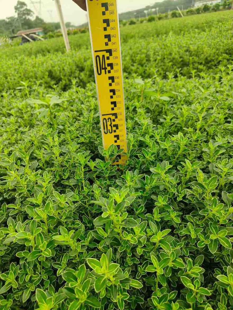 六月雪20-40高，基地直销，一手货源，大量低价出售