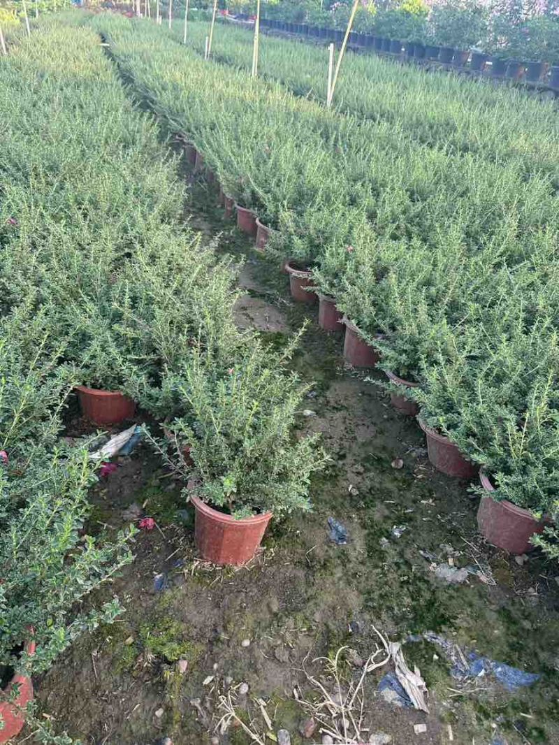六月雪20-40高，基地直销，一手货源，大量低价出售