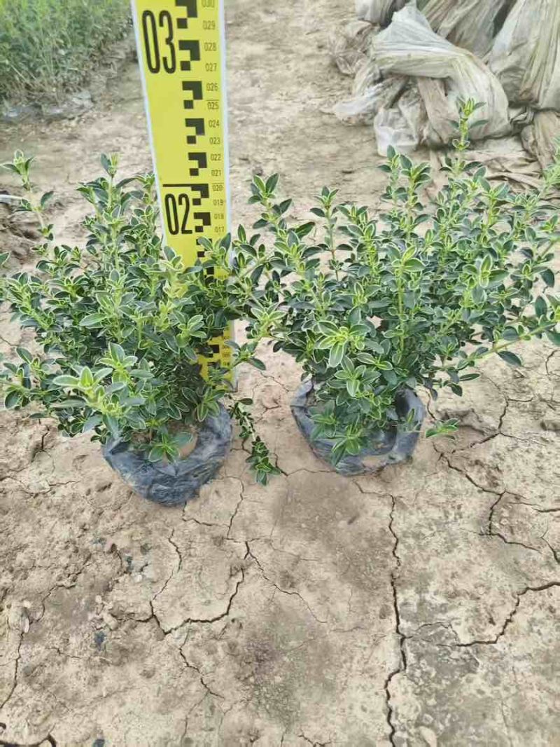六月雪20-50高，基地直销，一手货源，各种规格，大量低价出