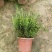 六月雪20-50高，基地直销，一手货源，各种规格，大量低价出