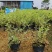 银姬小蜡(花叶女贞)20-150高，7斤袋，白布袋，球形