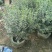 银姬小蜡(花叶女贞)20-150高，7斤袋，白布袋，球形