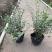 银姬小蜡(花叶女贞)20-150高，7斤袋，白布袋，球形