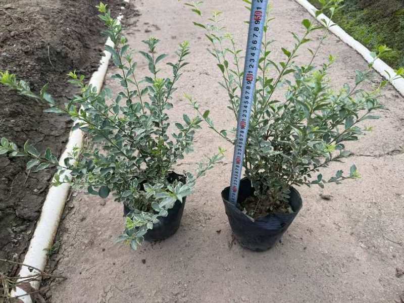 银姬小蜡(花叶女贞)20-150高，7斤袋，白布袋，球形