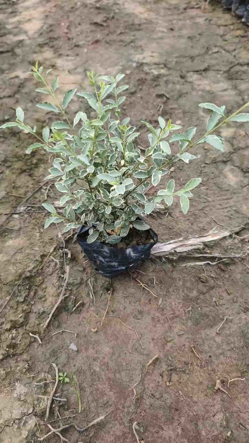 银姬小蜡(花叶女贞)20-150高，7斤袋，白布袋，球形