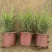 银姬小蜡(花叶女贞)20-150高，7斤袋，白布袋，球形