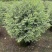 银姬小蜡(花叶女贞)20-150高，7斤袋，白布袋，球形
