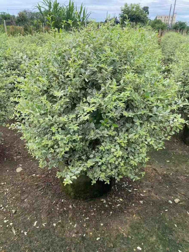银姬小蜡(花叶女贞)20-150高，7斤袋，白布袋，球形