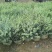 银姬小蜡(花叶女贞)20-150高，7斤袋，白布袋，球形