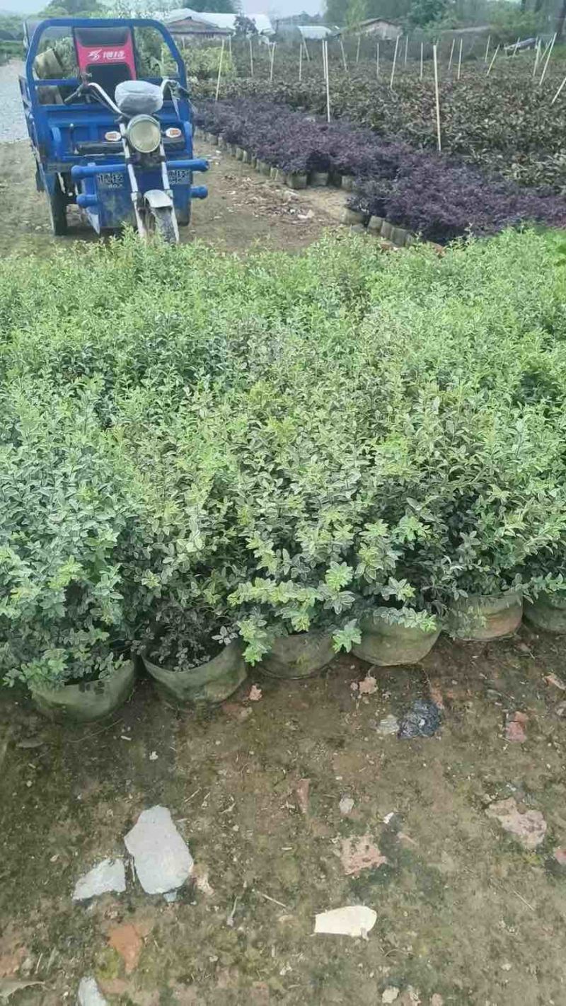 银姬小蜡(花叶女贞)20-150高，7斤袋，白布袋，球形