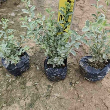 银姬小蜡(花叶女贞)20-150高，7斤袋，白布袋，球形