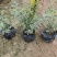 银姬小蜡(花叶女贞)20-150高，7斤袋，白布袋，球形