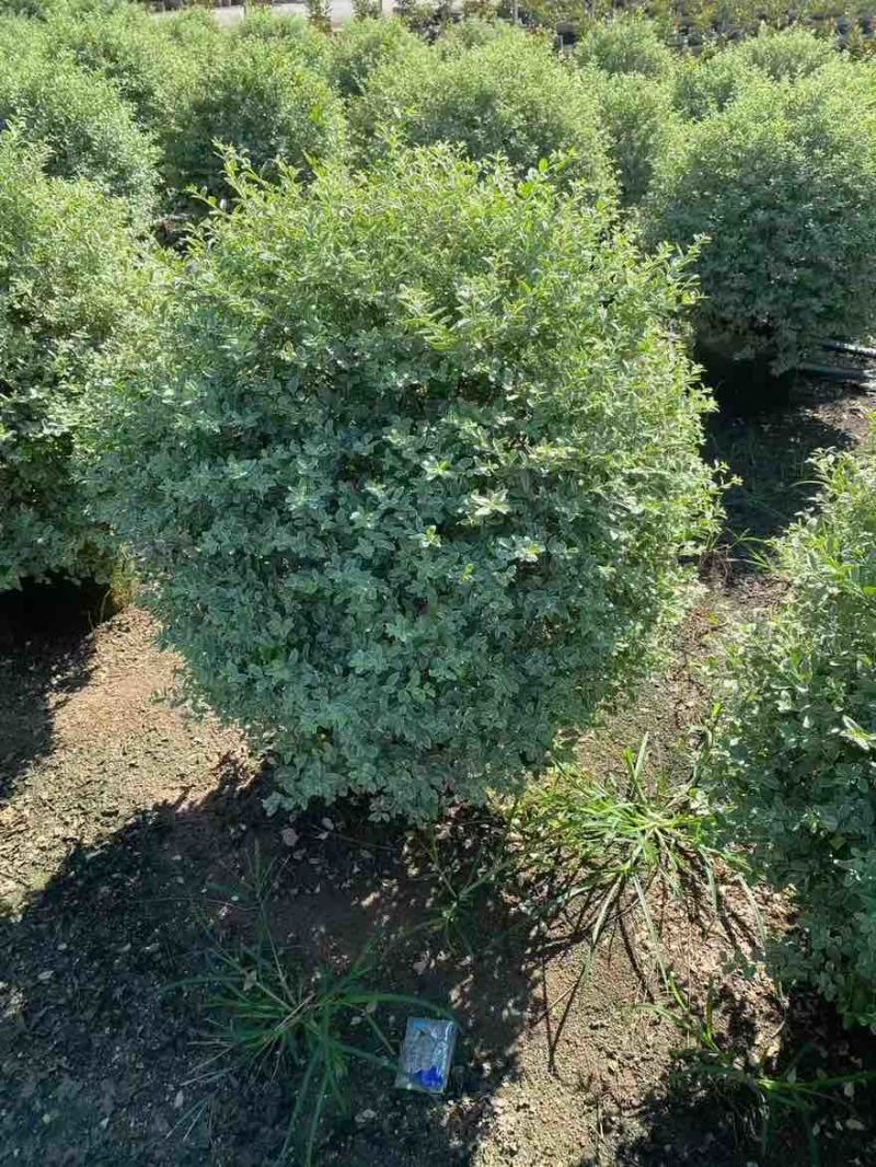 银姬小蜡球50-150高，基地直销，一手货源，大量低价出售