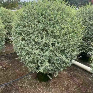 银姬小蜡球50-150高，基地直销，一手货源，大量低价出售