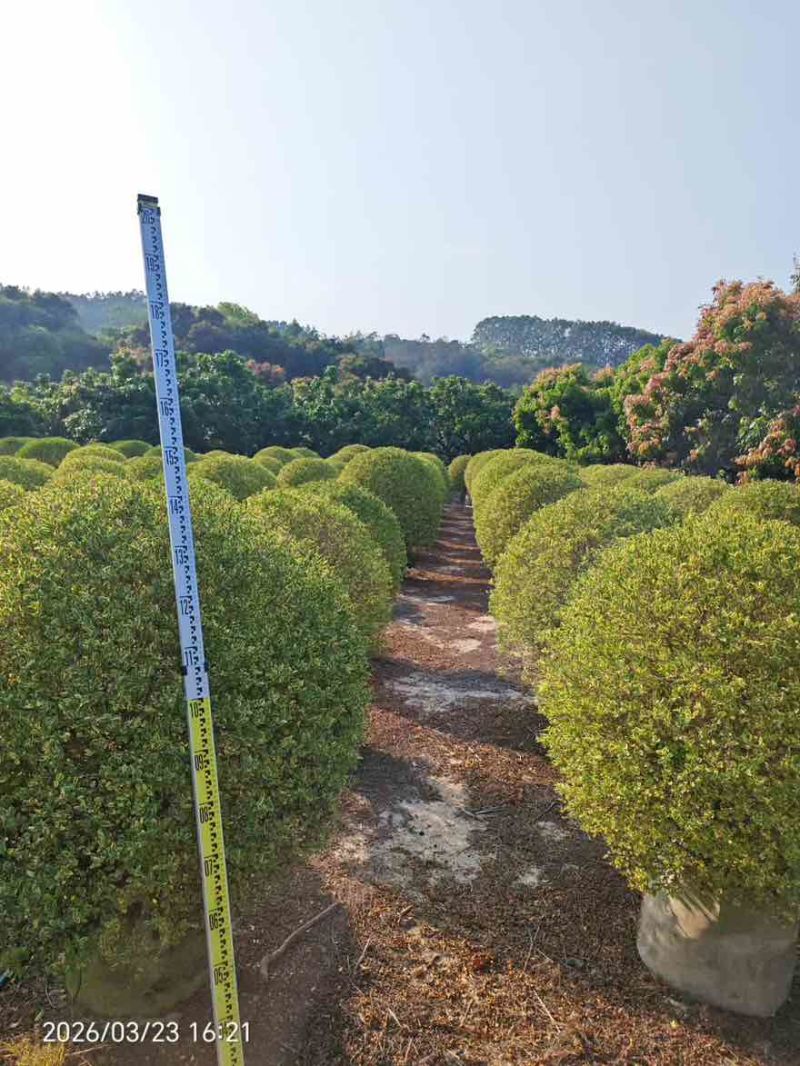 银姬小蜡球50-150高，基地直销，一手货源，大量低价出售